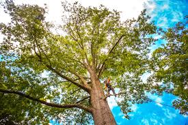 Best Tree Trimming and Pruning  in Menifee, CA