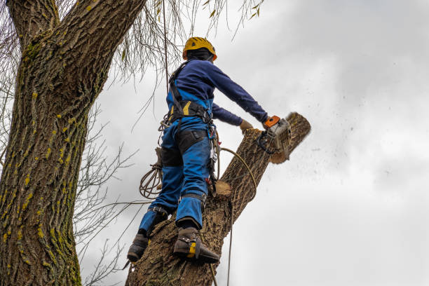 Best Storm Damage Tree Cleanup  in Menifee, CA