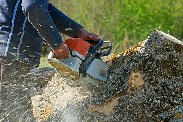 Best Emergency Tree Removal  in Menifee, CA